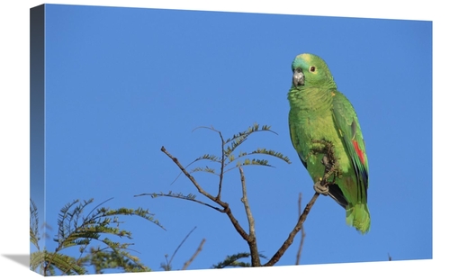 Global Gallery GCS-451576-1624-142 16 x 24 in. Blue-Fronted Parrot Amo