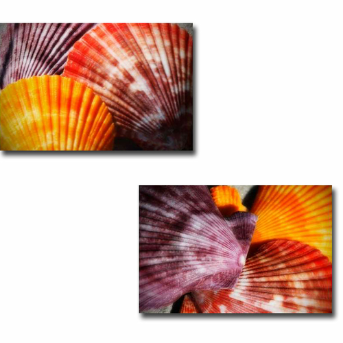 Artistic Home Gallery 1624321SG Scallops I & II by Alan Hausenflock Pr