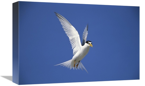 Global Gallery GCS-453273-1218-142 12 x 18 in. Least Tern Flying Again