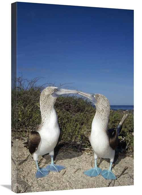 Global Gallery GCS-451377-2030-142 20 x 30 in. Blue-Footed Booby Pair 