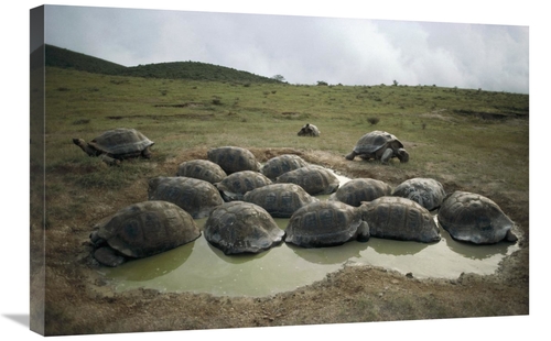 Global Gallery GCS-451274-2030-142 20 x 30 in. Galapagos Giant Tortois