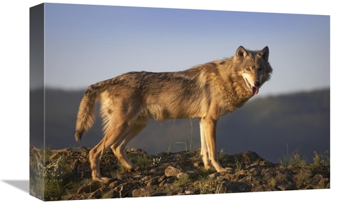 Global Gallery GCS-452199-1218-142 12 x 18 in. Gray Wolf Side VIew&#44