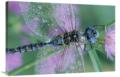 Global Gallery GCS-396453-2436-142 24 x 36 in. Southern Hawker Dragonf