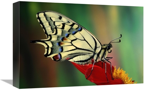 Global Gallery GCS-397688-1218-142 12 x 18 in. Oldworld Swallowtail Si