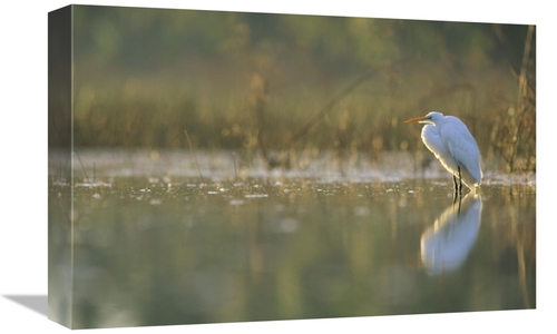 Global Gallery GCS-396405-1218-142 12 x 18 in. Great Egret Backlit in 