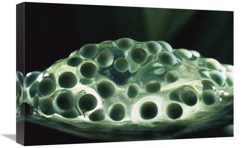 Global Gallery GCS-453367-1624-142 16 x 24 in. Red-Eyed Tree Frog Eggs