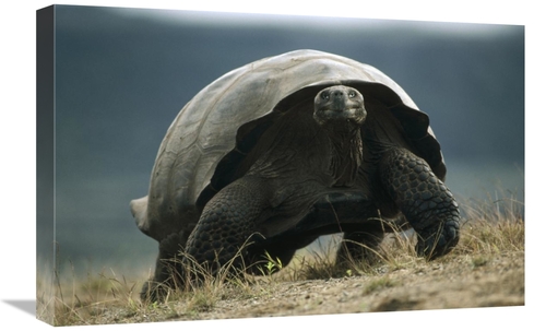 Global Gallery GCS-451279-1624-142 16 x 24 in. Galapagos Giant Tortois