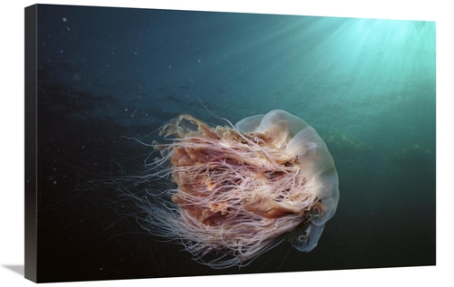 Global Gallery GCS-453550-2030-142 20 x 30 in. Lions Mane Jellyfish Jo