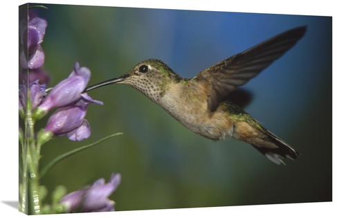 Global Gallery GCS-395925-2030-142 20 x 30 in. Broad-Tailed Hummingbir