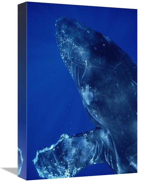 Global Gallery GCS-451031-1218-142 12 x 18 in. Humpback Whale Close Up