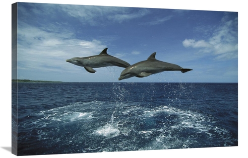 Global Gallery GCS-452641-2436-142 24 x 36 in. Bottlenose Dolphin Pair
