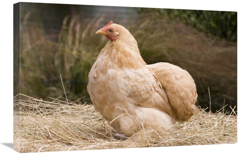 Global Gallery GCS-397443-2030-142 20 x 30 in. Domestic Chicken, L