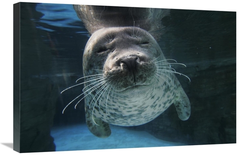 Global Gallery GCS-397699-2030-142 20 x 30 in. Spotted Seal, Japan