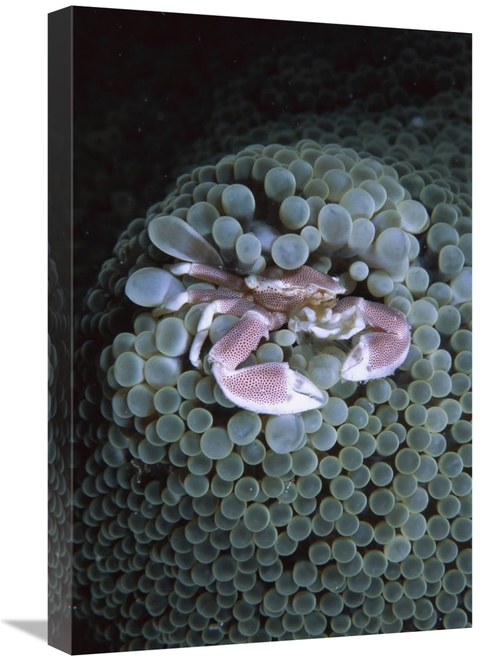 Global Gallery GCS-453544-1624-142 16 x 24 in. Spotted Anemone Crab Li