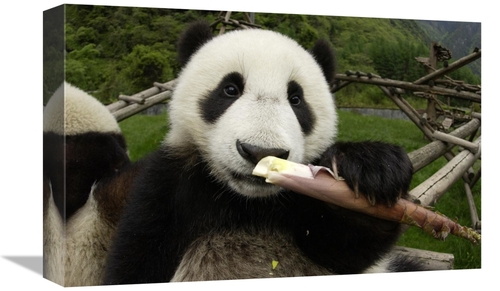 Global Gallery GCS-395888-1218-142 12 x 18 in. Young Panda Learning to