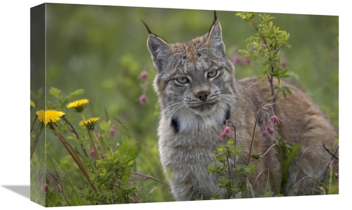 Global Gallery GCS-396039-1218-142 12 x 18 in. Canada Lynx Portrait&#4