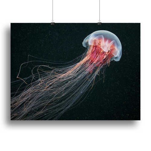 Longtail Canvas Print or Poster