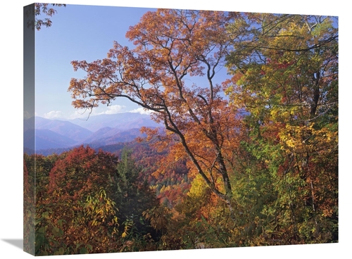 Global Gallery GCS-397061-2024-142 20 x 24 in. Deciduous Forest in Aut