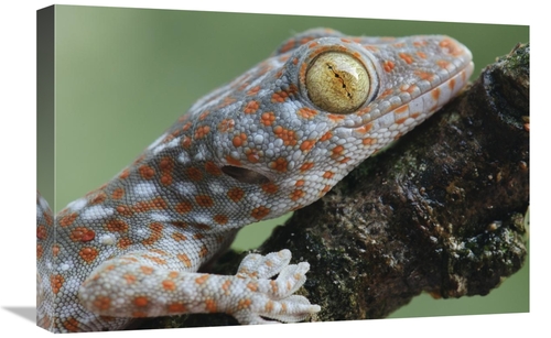 Global Gallery GCS-397565-1624-142 16 x 24 in. Tokay Gecko Juvenile Sh