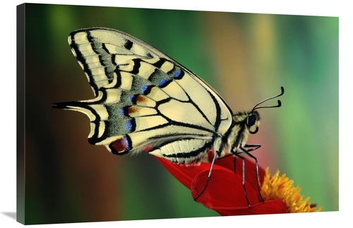 Global Gallery GCS-397688-2436-142 24 x 36 in. Oldworld Swallowtail Si