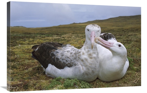 Global Gallery GCS-395601-2436-142 24 x 36 in. Tristan Wandering Albat