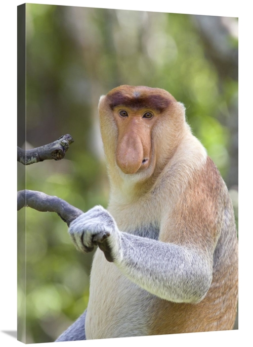 Global Gallery GCS-395811-2436-142 24 x 36 in. Proboscis Monkey Domina