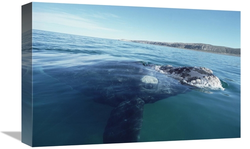 Global Gallery GCS-450647-1218-142 12 x 18 in. Southern Right Whale At