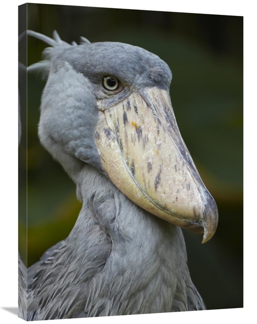 Global Gallery GCS-396079-2432-142 24 x 32 in. Shoebill, Jurong Bi