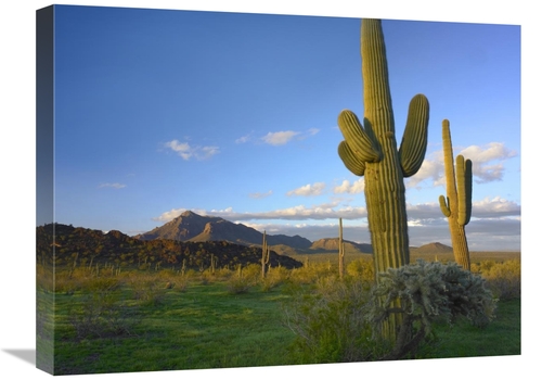 Global Gallery GCS-395934-1824-142 18 x 24 in. Saguaro & Teddybear Cho