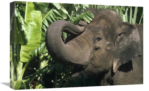 Global Gallery GCS-452933-1624-142 16 x 24 in. Asian Elephant Profile&