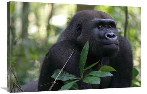 Global Gallery GCS-398071-2436-142 24 x 36 in. Silverback Gorilla,