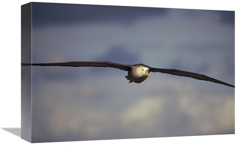 Global Gallery GCS-451368-1218-142 12 x 18 in. Waved Albatross Flying&