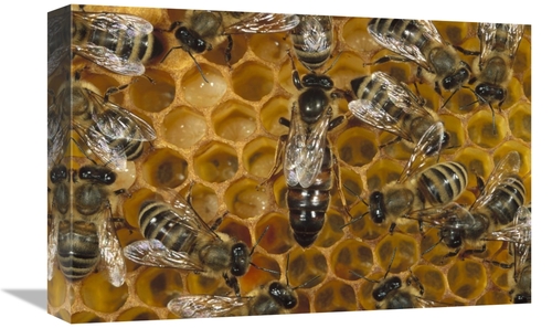 Global Gallery GCS-452360-1218-142 12 x 18 in. Honey Bee Colony & Quee