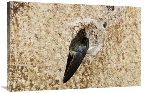 Global Gallery GCS-453630-2436-142 24 x 36 in. Edible-Nest Swiftlet on