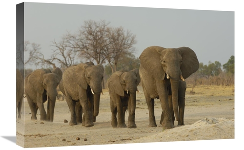 Global Gallery GCS-453268-1624-142 16 x 24 in. African Elephant Herd W