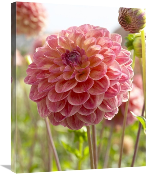 Global Gallery GCS-398384-2228-142 22 x 28 in. Dahlia Hills VIew Jupit