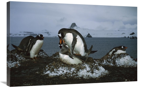 Global Gallery GCS-451715-2436-142 24 x 36 in. Gentoo Penguin Pair Mat