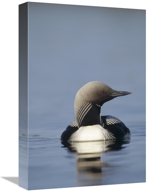 Global Gallery GCS-451883-1218-142 12 x 18 in. Pacific Loon Adult on L