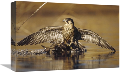 Global Gallery GCS-397025-1218-142 12 x 18 in. Peregrine Falcon Adult 