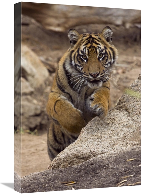 Global Gallery GCS-450922-1624-142 16 x 24 in. Sumatran Tiger Cub Jump