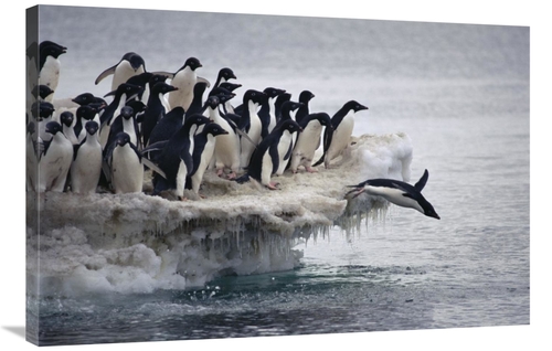 Global Gallery GCS-395645-2436-142 24 x 36 in. Adelie Penguin Leaping 