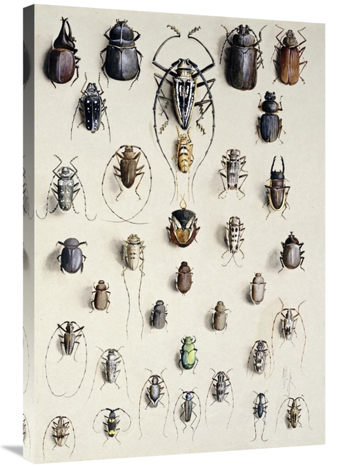 Global Gallery GCS-267202-36-142 36 in. Thirty-Four Insects Art Print 