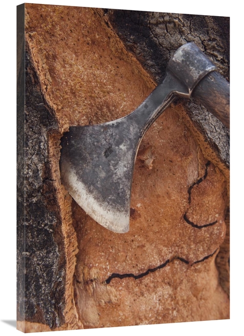 Global Gallery GCS-397955-2436-142 24 x 36 in. Cork Oak Bark Being Har