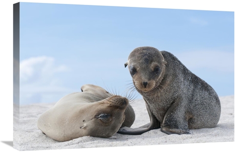 Global Gallery GCS-395624-2030-142 20 x 30 in. Galapagos Sea Lion Fema