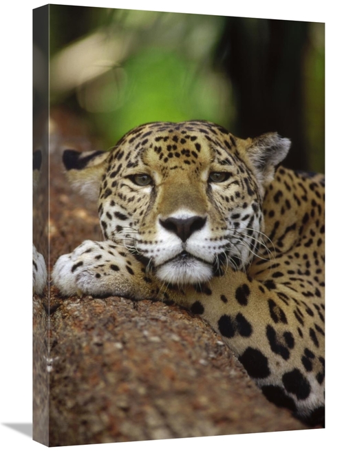 Global Gallery GCS-452758-1624-142 16 x 24 in. Jaguar Portrait, Be