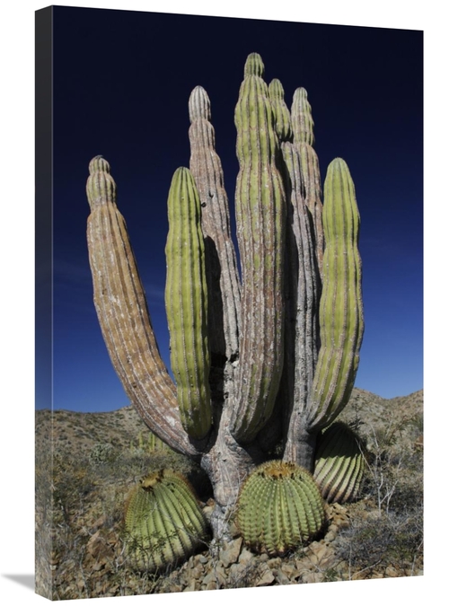 Global Gallery GCS-397735-2030-142 20 x 30 in. Cardon Cactus with Othe