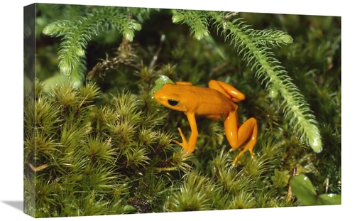 Global Gallery GCS-452644-1624-142 16 x 24 in. Golden Mantella Frog in