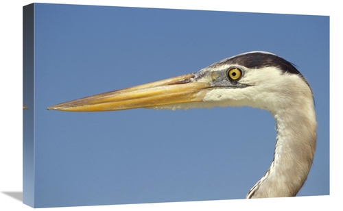 Global Gallery GCS-451298-1624-142 16 x 24 in. Great Blue Heron Portra