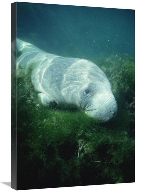 Global Gallery GCS-451063-2030-142 20 x 30 in. West Indian Manatee For