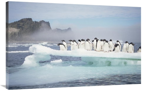 Global Gallery GCS-451543-44-142 44 in. Adelie Penguins Crowding on Me